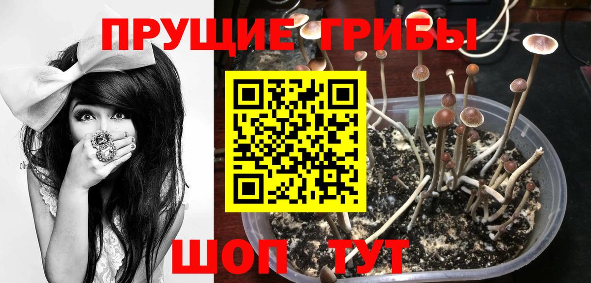 Великий Новгород  Псилоцибиновые грибы мицелий  Псилоцибиновые грибы прущие грибы  Вход с VPN 